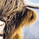 Canvas buey 70x100cm