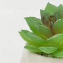 Suculenta verde base prisma 8,5cm