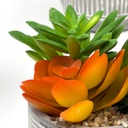 Suculenta mix base cemento 18,5cm