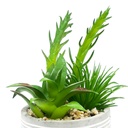 Suculenta mix base cemento 18,5cm