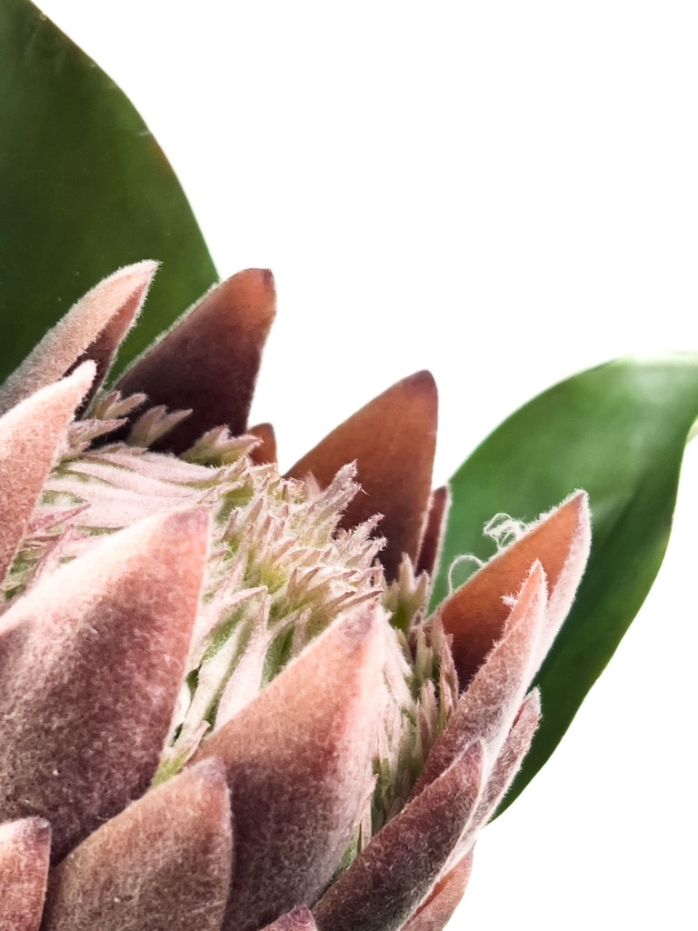 Protea artificial M morada