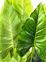 Planta artificial Filodendro 40cm