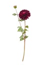 Dalia artificial morada