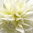 Flor artificial blanca 86cm