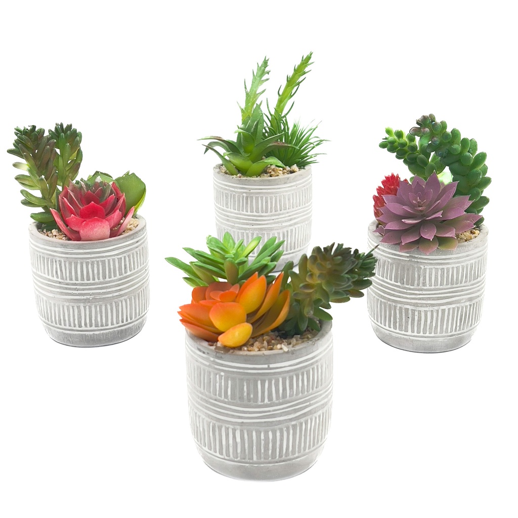 Suculenta mix base cemento 18,5cm