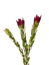 Flor protea artificial roja