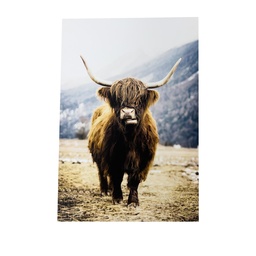 [230033082] Canvas 70x100cm buey