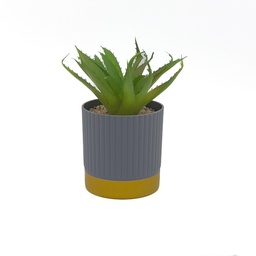 [230033244] Suculenta base gold ribbon 16cm