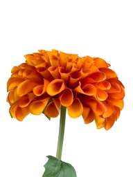 [230035547] Dalia artificial naranja