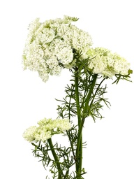 [230035565] Flor del obispo artificial blanco